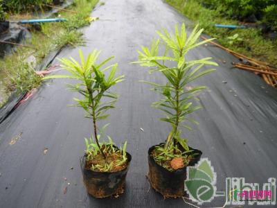 台湾罗汉松