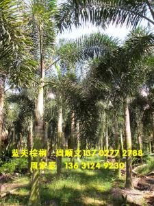 双杆狐尾椰子